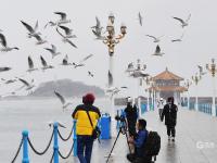 冬日栈桥：人鸥互动，镜头很“治愈”