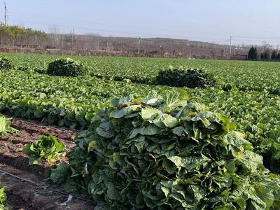 山东省第三批生态农业特色气象服务示范点名单公布，青岛两项特色农品服务入选