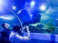 青岛海底世界实拍：免票政策将结束，速来“薅羊毛”