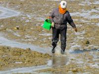 海螺、蛤蜊、蛏子……唐岛湾喊你赶海+观景