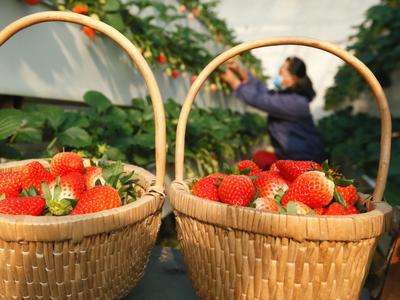 太喜人了！即墨这个农业基地的“立体草莓”迎来丰收