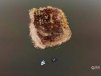 致敬！国际志愿者日：他们用爱守护湿地