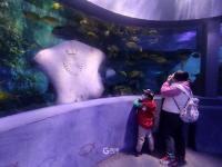 青岛海底世界实拍：免票政策将结束，速来“薅羊毛”