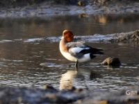 又见“老友”！青岛海滨湿地迎来“最美赏鸟季”