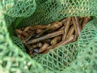 海螺、蛤蜊、蛏子……唐岛湾喊你赶海+观景