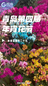 年宵花中哪些是“爆款”？青岛市第四届年宵花节探访视频来了