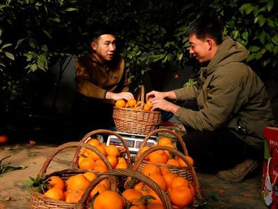 “南橘北种”助增收 农民喜获“金果果”