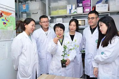 大白菜实现“择偶”自由！《自然》在线发表山东农业大学段巧红教授领衔的研究成果