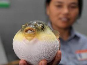 转发关注！除了蓝环章鱼，这些“毒食”也别吃