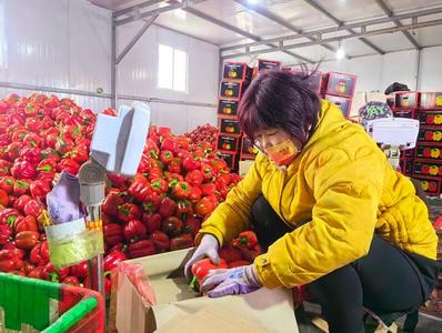 大棚蔬菜采收忙 ——“菜篮子”春节保供见闻