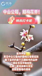 中山公园，腊梅花开！