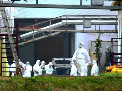 日本禽流感疫情严重，累计扑杀涉疫家禽数近1180万只破历史纪录