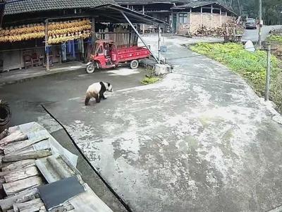 四川芦山野生大熊猫下山“串门”，众人接力救助