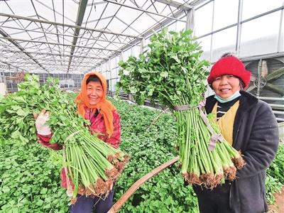 国字号“翡翠” 一棚一万斤！即墨丁字湾盐碱地种出被乾隆盛赞的金口芹菜