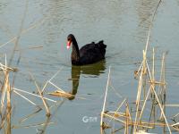 唐岛湾湿地：水鸟蹁跹迎春来