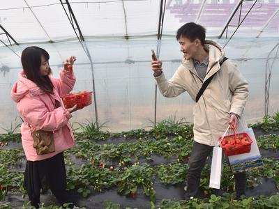 好品山东·青岛农品 | 西海岸大场镇草莓节，玩转新花样