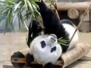 旅日大熊猫“香香”将回到中国，园长：希望找到好伴侣