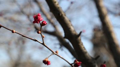 中山公园小“梅”好：清香飘来“春消息”
