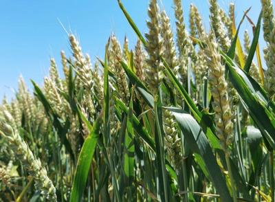 青岛发布2023年小麦返青期预报，冬小麦2月下旬末陆续进入返青期