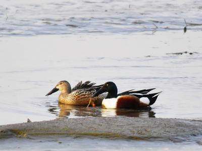 冲鸭！在青岛“海吃海喝”了一冬，这些水鸟准备迁徙啦