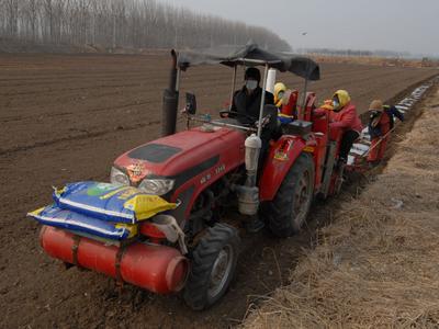 土豆春播忙
