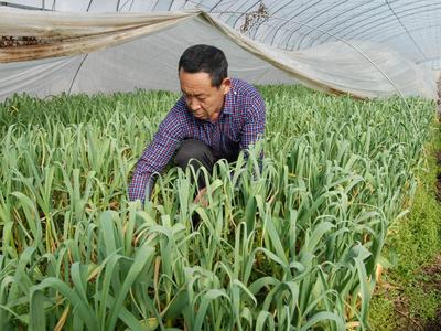 人勤春来早，田间农事忙