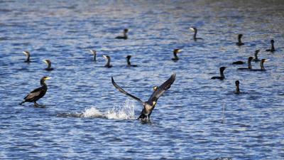 实拍入海口湿地：候鸟漫舞蹁跹迎暖春