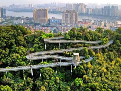 研究：提高城市树木覆盖率可大幅减少高温致死人数