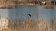唐岛湾湿地：水鸟蹁跹迎春来