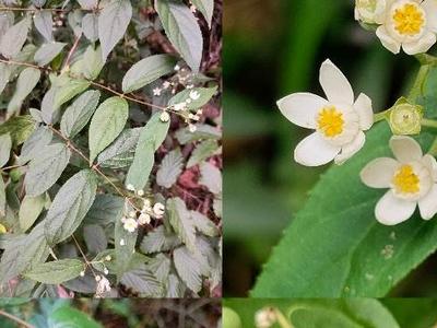 科研人员在湖北竹溪发现两个植物新物种