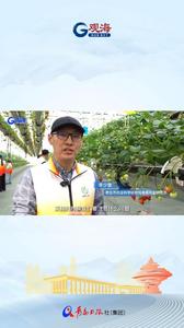 喜欢草莓，但却只会吃不会挑？青岛“果茶博士”教你一招，上镜头