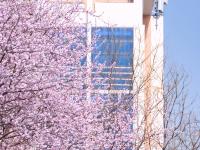 春满校园，农大枝头百花绽放