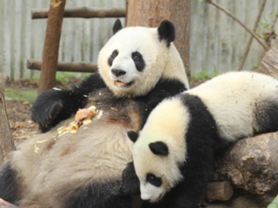 官方证实大熊猫宝新已去世，死因正在调查