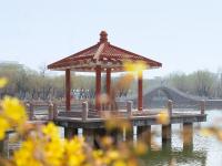春满校园，农大枝头百花绽放