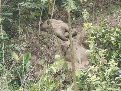 野生亚洲象坠入深水坑！象救不了，人来了