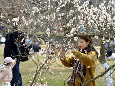 中山公园赏樱季将至，青岛交警发布出行指南