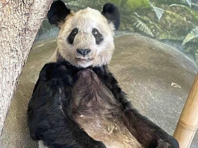 接“丫丫”回家最新进展！目前已完成所有审批事项