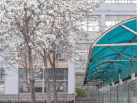 春满校园，农大枝头百花绽放