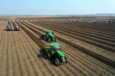 不负好春光，丹参丰收忙