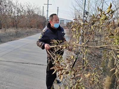 交运温馨校车即墨分公司：自备工具修剪树木，原来是为了孩子们