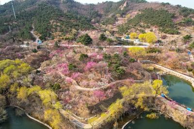“一枝梅”玩出新花样！青岛“花经济”香气四溢