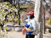 连翘、樱桃、紫叶李……刚刚，李村公园@你了 | 寻花记⑪
