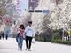 大学校园的春天有多美？戳图看这里| 寻花记⑨