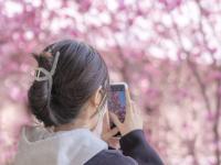 春满校园，农大枝头百花绽放