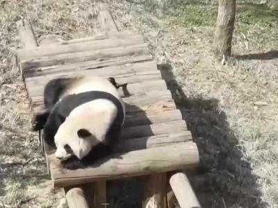 晒太阳被喜鹊“薅”毛，大熊猫：再来生气了啊