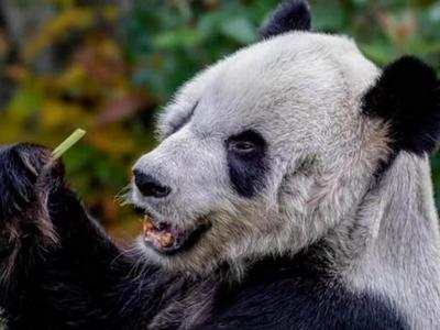 为做好“丫丫”饲养护理运返，中国专家已抵达孟菲斯动物园