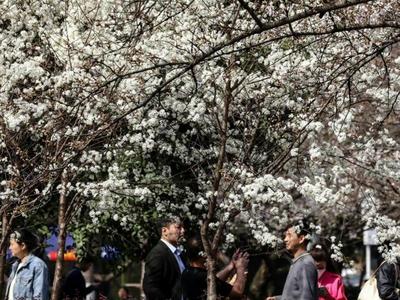 武汉大学樱花绽放，15日起可预约入校赏樱