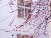 春满校园，农大枝头百花绽放