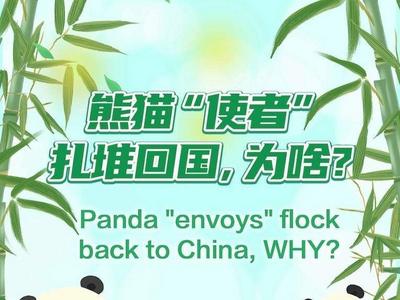 香香、永明、樱浜、桃浜、丫丫……为啥熊猫使者近期扎堆回国？