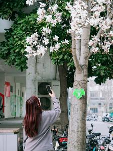 春满校园，农大枝头百花绽放